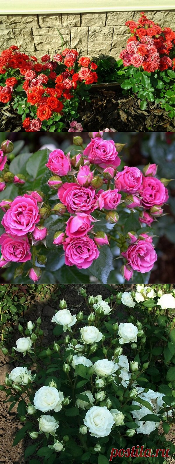 Свадебные (букетные розы Спрей): особенности ухода и разведения роскошных цветов | Блоги о даче, рецептах, рыбалке
#Цветы, #Розы, #Садидача


Свадебными розами называют недавно выведенную группу роз Спрей (в переводе с английского – брызги).

На таких розах мало шипов, но зато всегда много бутонов, поэтому флористы с удовольствием используют эти изумительные цветы для составления свадебных букетов для невест.