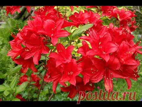 Рододендрон листопадный, азалия садовая "Nabucco"  Цена: 3.00р
Листопадный рододендрон Nabucco (Азалия индийская 