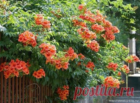 Текома или текомария - РОСКОШНАЯ ЛИАНА!