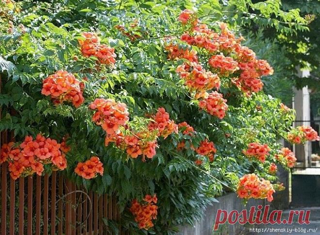 Текома или текомария - РОСКОШНАЯ ЛИАНА!