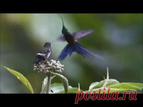 ▶ Angelo Badalamenti - Country Waltz - YouTube