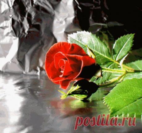 красная роза