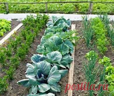 Как правильно совмещать растения. &#8212; Чудеса