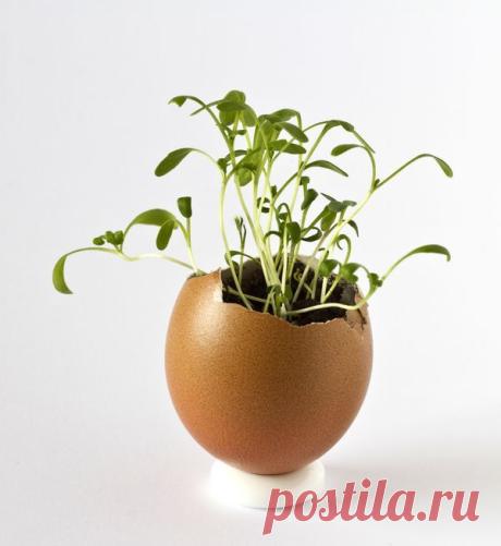 Прокачай свой кактус — Делимся советами