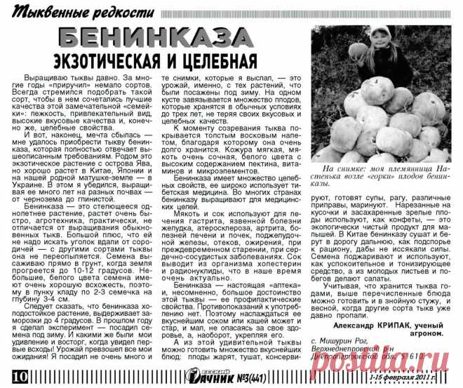 Бенинказа (тыква) - экзотическая и целебная