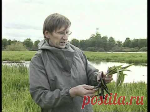 Окопник лекарственный и огуречная трава свойства
