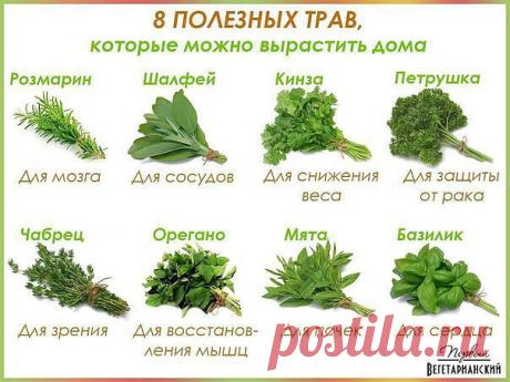 8 полезных трав