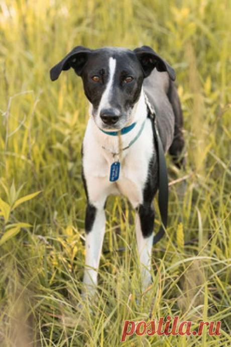 Собака ищет заботливых хозяев — животные в дар | Птичка.ру