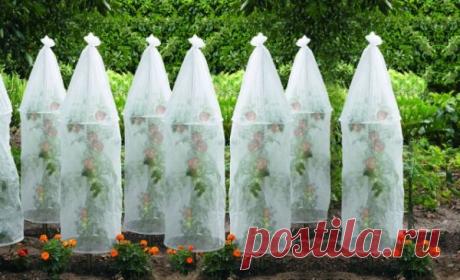 Если нет теплицы Вот такое укрытие можно устроить для растений в открытом грунте на случай заморозков — из пленки или укрывного материала. Мне кажется, очень удобно, посмотрите. Штырь необходимой высоты, кольца нужного диаметра и укрывной материал — и каждая растюха в своем домике. Нравится 0 Автор публикации не в сети 1 неделя SeregaSF1-12 0 Комментарии: 3Публикации: 957Регистрация: 29-04-2017