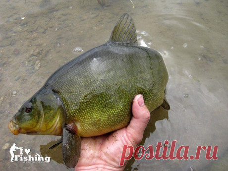 Линь поверху н / Богатая добыча