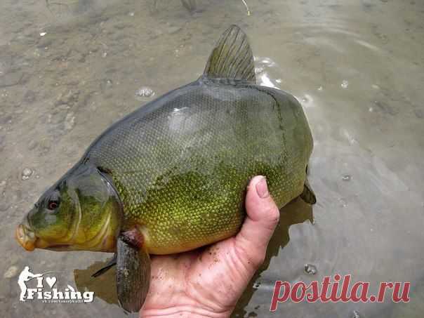 Линь поверху н / Богатая добыча