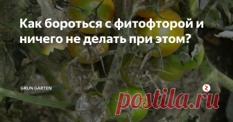 Как бороться с фитофторой и ничего не делать при этом?