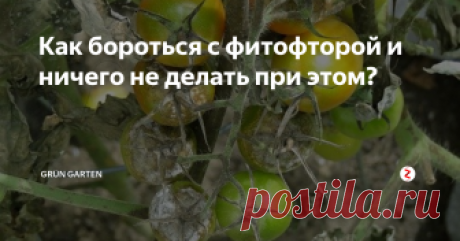 Как бороться с фитофторой и ничего не делать при этом?