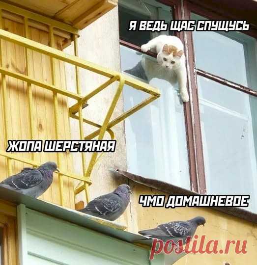 Выпуск №6556 - выпуск анекдотов сайта вокруг смеха