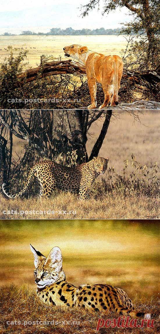 Дикие кошки. Художник-анималист Simon Combes :: Коты и кошки - рисунок, графика, живопись