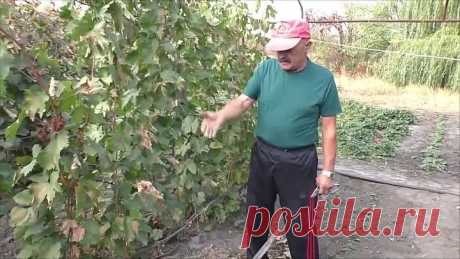 Всегда вношу это природное удобрение осенью на винограднике!