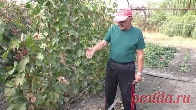 Всегда вношу это природное удобрение осенью на винограднике!