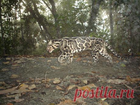 Bornean Clouded Leopard | Felidae Fund | Flickr