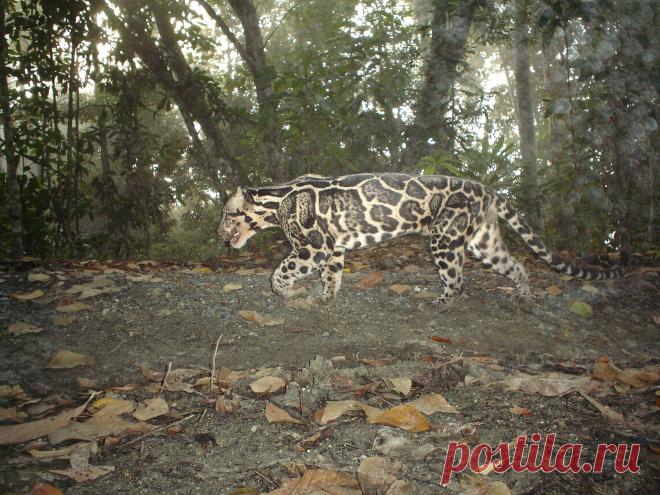 Bornean Clouded Leopard | Felidae Fund | Flickr