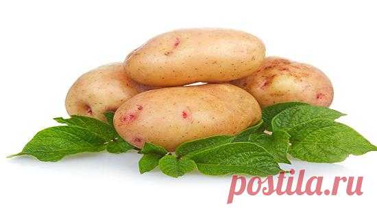 Можно ли изменить вкус картофеля — 6 соток