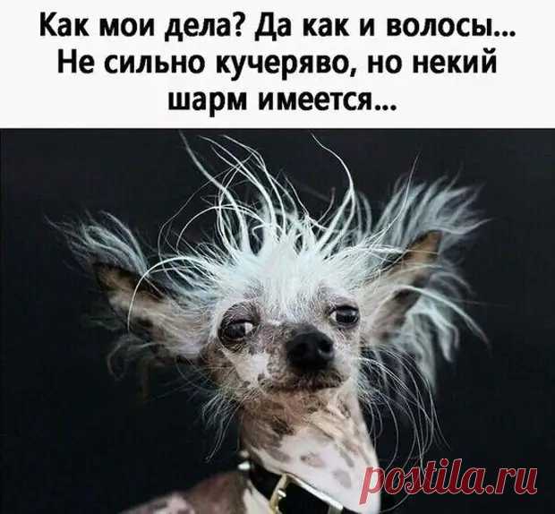 Юмор для хорошего настроения на весь день! - Смехотерапия - 27 марта - 43533736802 - Медиаплатформа МирТесен