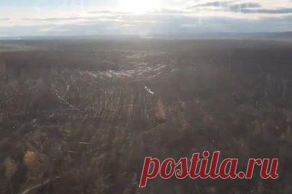 На Украине показали затянутые огромными «паутинами» оптоволокна леса