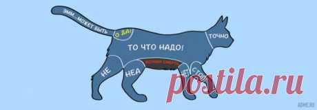 (+1) тема - Инструкция к питомцу. Где можно и где нельзя гладить животных | ПИТОМЦЫ