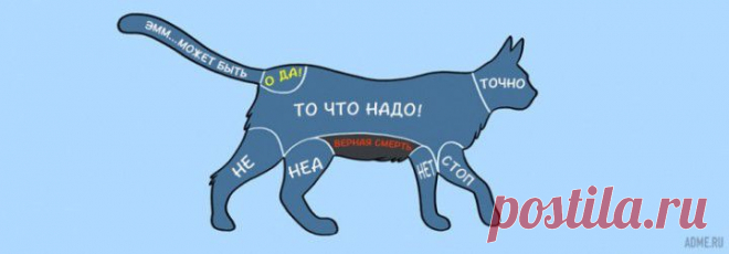 (+1) тема - Инструкция к питомцу. Где можно и где нельзя гладить животных | ПИТОМЦЫ