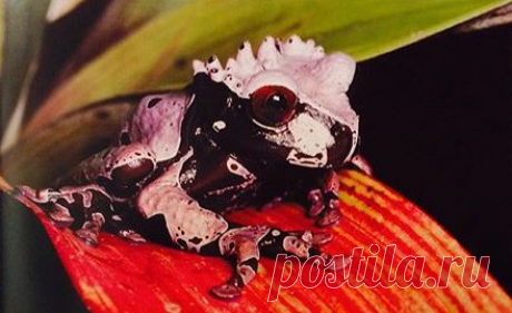 Марина Рыбалтовская