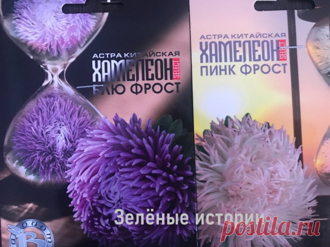 Нашла замену обычным астрам на 2022 год – уже в восторге от необычной новинки, делюсь | Зелёные истории | Яндекс Дзен