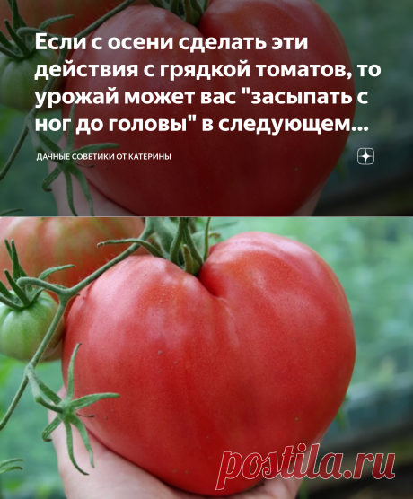 Если с осени сделать эти действия с грядкой томатов, то урожай может вас "засыпать с ног до головы" в следующем году | Дачные советики от Катерины | Яндекс Дзен