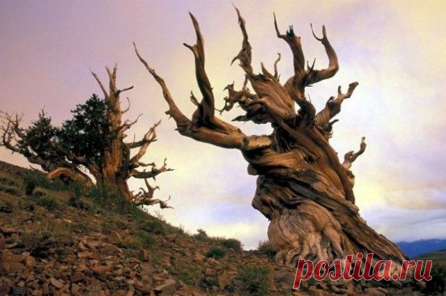 Природа — самый талантливый скульптор / Всё самое лучшее из интернета