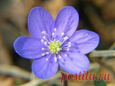 Анемона — дочь ветров Анемоны, или ветреницы (Anemone) имеют множество видов; в садах цветоводы выращивают как дикорастущие, так и культурные анемоны. В культуре популярны три декоративных вида анемон: ветреница корончатая (A. coronaria), ветреница нежная (A. blanda), ветреница японская (A. japonica).


© Rasbak

Ве