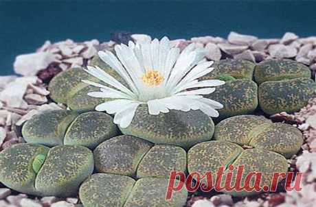 Живые камни или литопсы: уход и правила полива