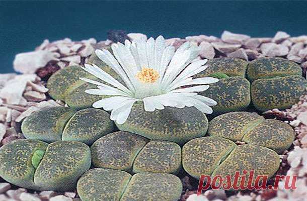 Живые камни или литопсы: уход и правила полива