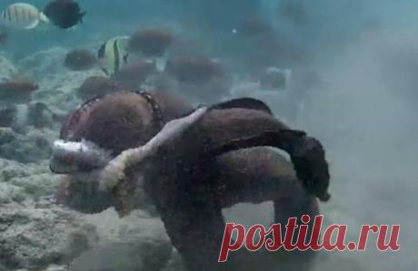 Не сумев одолеть осьминога, разъяренная мурена переключилась на снимавшего поединок дайвера.