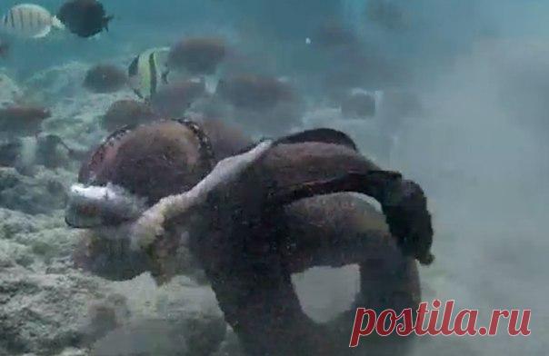 Не сумев одолеть осьминога, разъяренная мурена переключилась на снимавшего поединок дайвера.