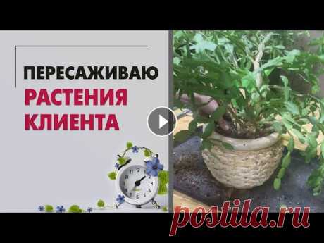 БОЛЬШАЯ пересадка растений клиента | Пересаживаю декабрист, каланхоэ, замиокулькас, сингониум ... Бывают обстоятельства в жизни, когда не до растений.. Поэтому иногда ко мне попадают страдальцы на пересадку - растения, которым по каким-то причинам ...