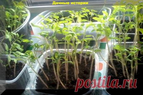Грубейшие ошибки, которые совершают начинающие огородники при выращивании рассады | Дачные истории | Яндекс Дзен