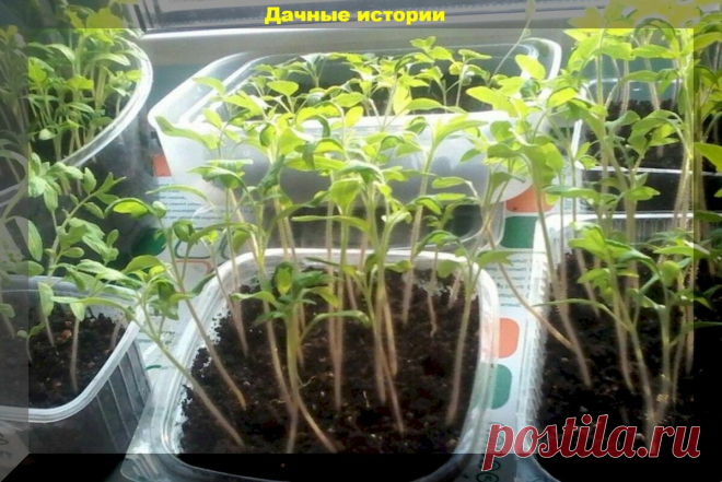 Грубейшие ошибки, которые совершают начинающие огородники при выращивании рассады | Дачные истории | Яндекс Дзен