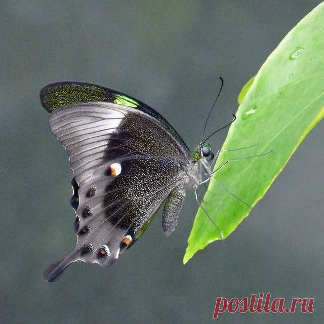 Emerald Swallowtail Butterfly