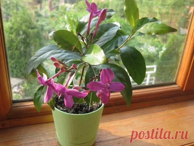 Псевдэрантемум