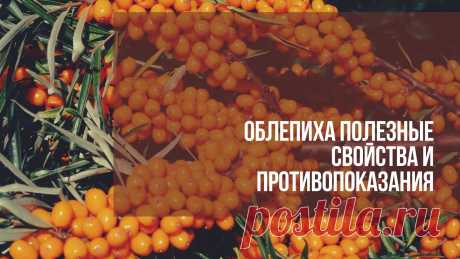 Облепиха. Это многолетний кустарник, принадлежащий семейству Лоховых. Другие его названия – дереза, восковуха, ивотерн. Осенью на кустах выделяются ярко-оранжевой окраской плоды облепихи.