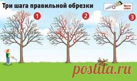 Самые полезные шаги для деревьев!
Плодовые деревья дают хороший урожай, когда они молодые. Но начиная с 15-летнего возраста их плоды заметно мельчают, урожайность падает, а сами растения чаще болеют. Омолодить ваш сад поможет обрезка. Лучше всего ее делать, когда температура воздуха выше -5 оС.
1. Первым делом нужно укоротить ствол (шаг 1) - его высота не должна превышать двух метров. Только пилите его так, чтобы срез был над какой-нибудь крупной веткой. Иначе образуется с...