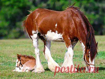 отдохни, сынок, я немного подкреплюсь...