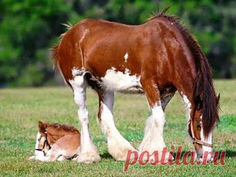 отдохни, сынок, я немного подкреплюсь...