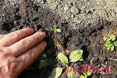 Одноклассники как бороться с медведкой
