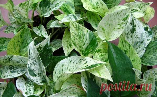 Как выглядит сциндапсус золотистый: фото