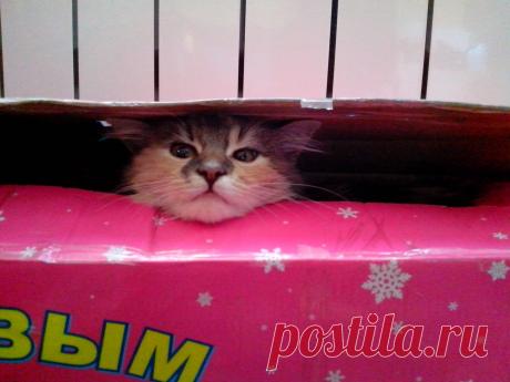 Симочка  помогает собрать елку.