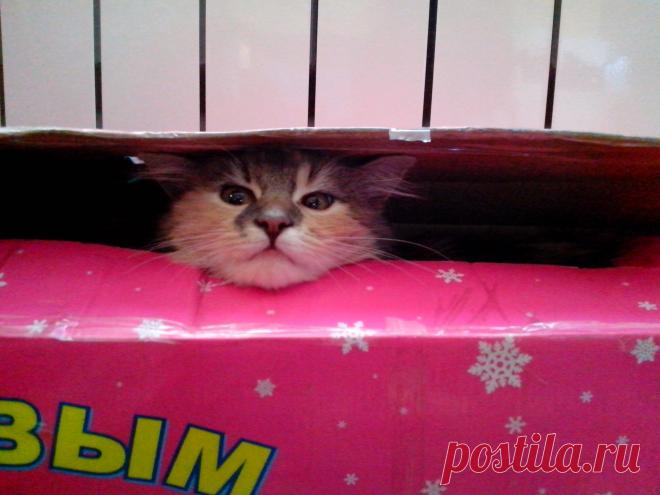 Симочка  помогает собрать елку.